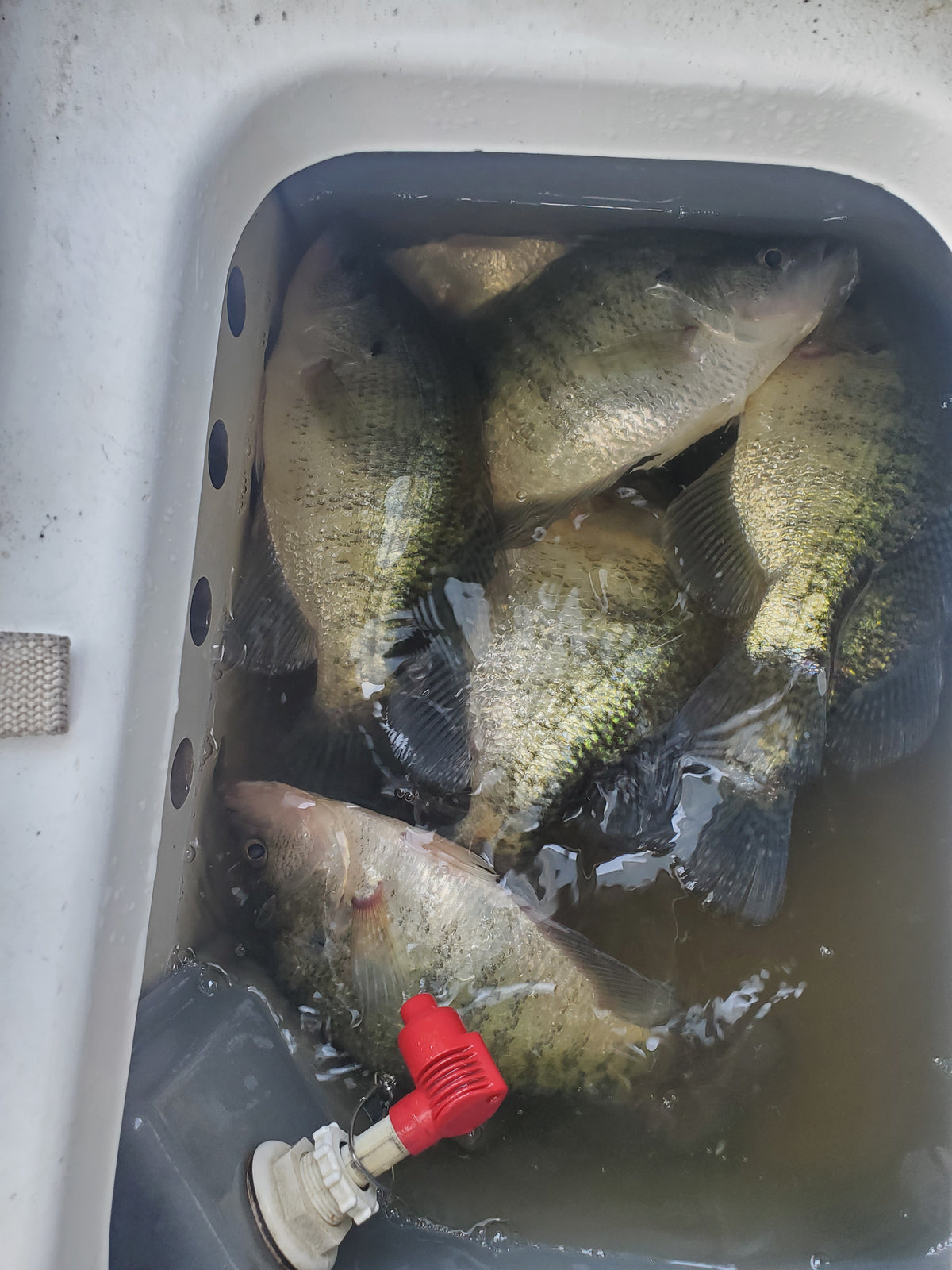 Dub-L-Up Crappie App Membership